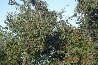 Гостевой дом Маришкин дом Суздаль-5